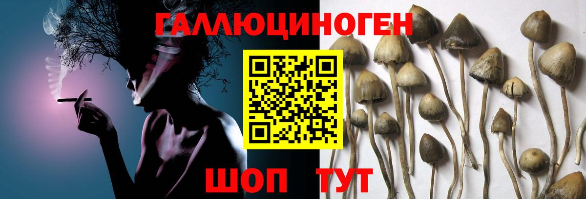 дарнет шоп  Галлюциногенные грибы Magic Shrooms  Вход с VPN  Галлюциногенные грибы Psilocybe  Бугуруслан 
